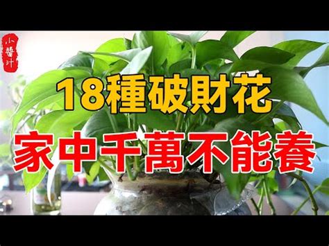 家裡種櫻花好嗎